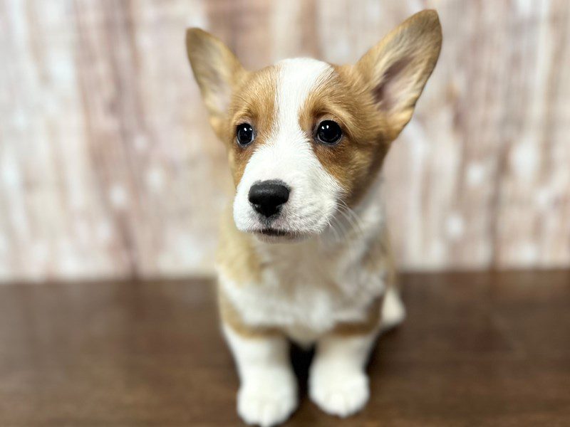 Pembroke Welsh Corgi Dog Female Sable 4110