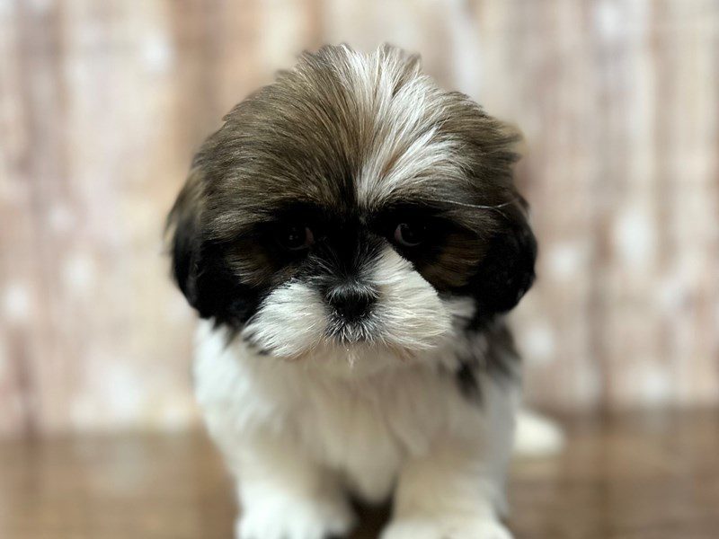 [#4044] Kingston - Brown and white Male Shih Tzu Puppies for Sale