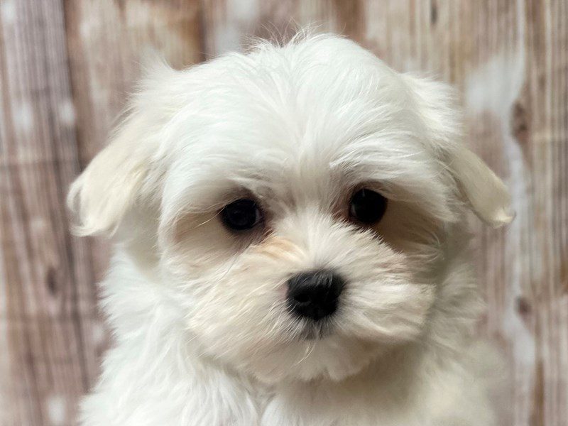 Maltese Dog Male White 4039