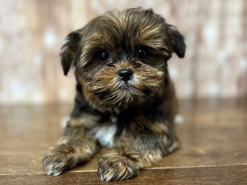 Shorkie Dog Male Brown and black with white 4053