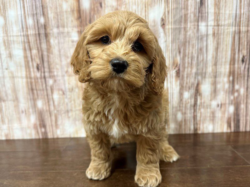 [#4070] Lucas - Red Male Cockapoo Puppies for Sale
