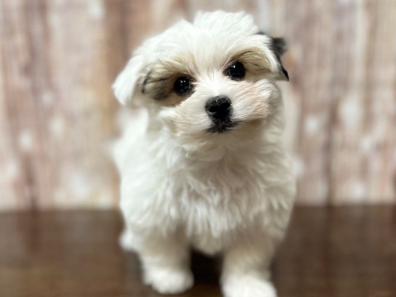[#4081] Oswald - White with black Male Morkie (Yorkshire Terrier X Maltese) Puppies for Sale