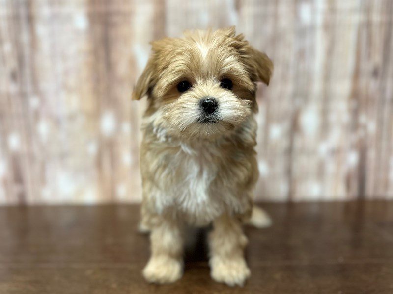 [#4076] Raya - Brown Female Morkie (Yorkshire Terrier X Maltese) Puppies for Sale