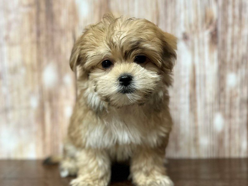 [#4075] Darla - Brown Female Morkie (Yorkshire Terrier X Maltese) Puppies for Sale