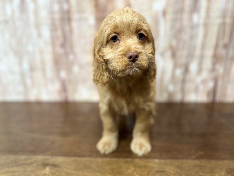 Cockapoo Dog Male Red 4069