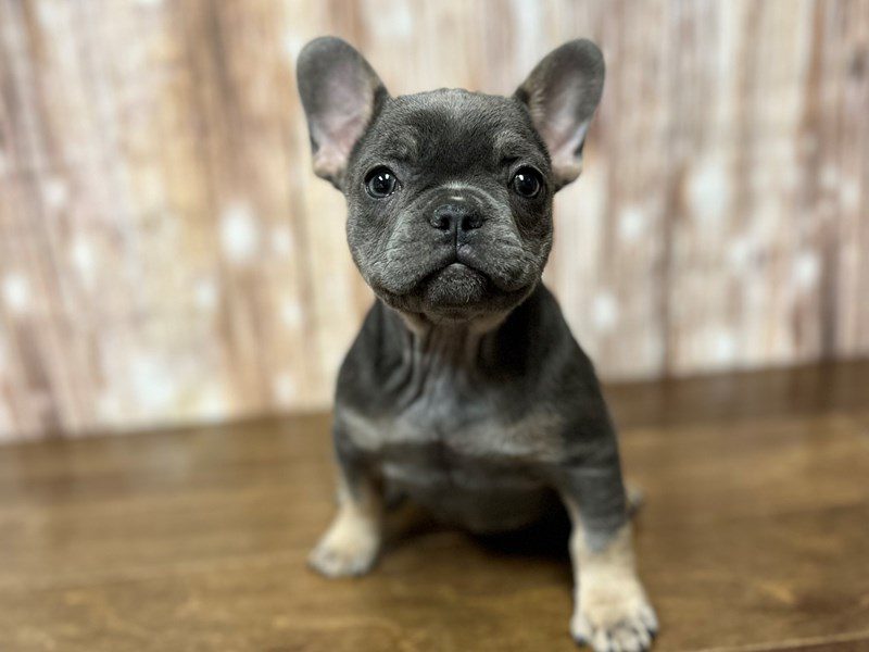 [#4091] Rosalee - Blue and tan Female French Bulldog Puppies for Sale