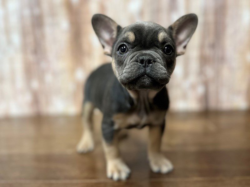[#4092] Madeline - Blue and tan Female French Bulldog Puppies for Sale