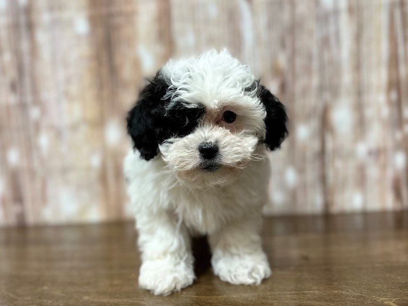 [#4101] Marshal - Black and white Male Teddy Bear (Shihchon) Puppies for Sale