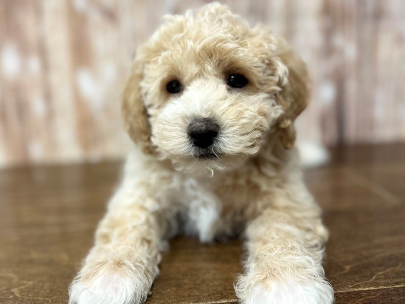 [#4107] Bruce - Apricot Male Bichapoo Puppies for Sale