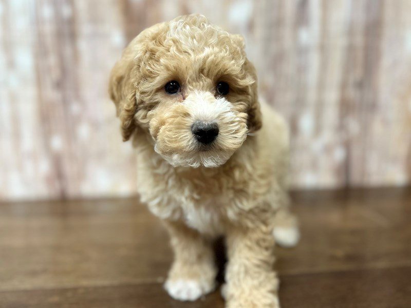 [#4105] Baxter - Apricot Male Bichapoo Puppies for Sale