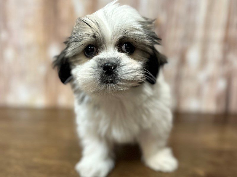 [#4098] Kam - brown and white with black Male Malshi Puppies for Sale