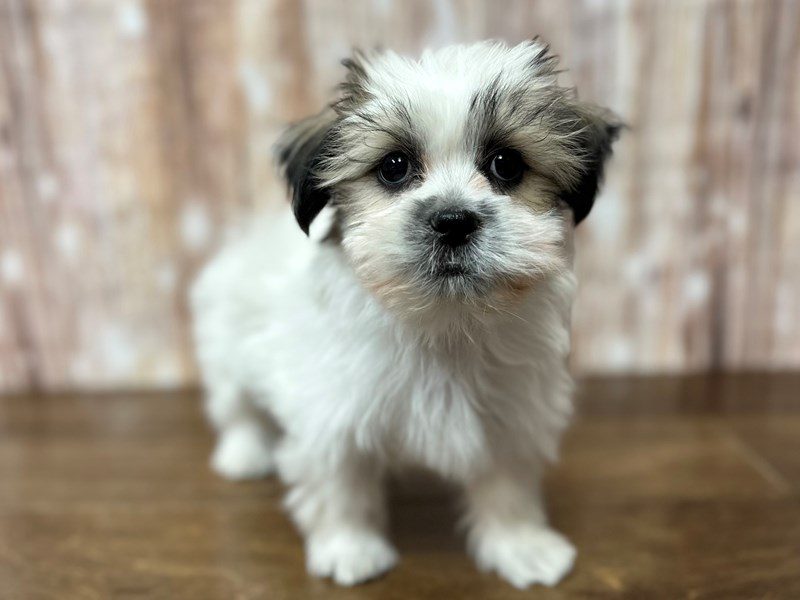 [#4096] Ryder - brown and white Male Malshi Puppies for Sale