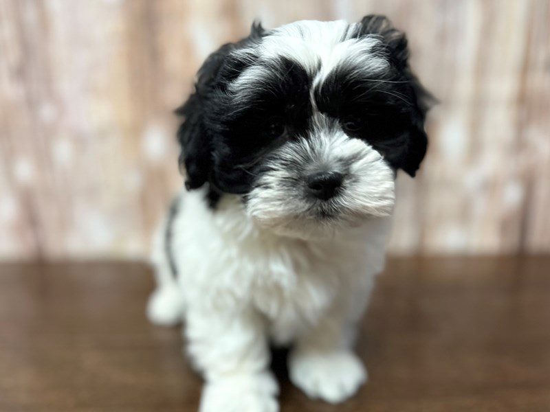 [#4116] Trevor - Black and white Male Teddy Bear (Shihchon) Puppies for Sale