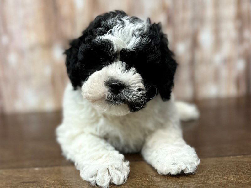 [#4114] Yasmine - Black and white Female Teddy Bear (Shihchon) Puppies for Sale