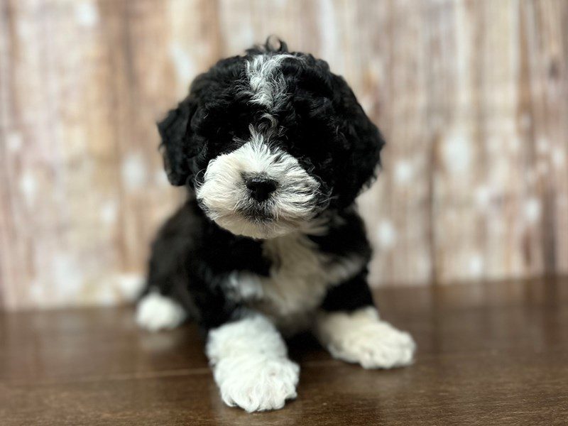 [#4115] Caine - Black and white Male Teddy Bear (Shihchon) Puppies for Sale