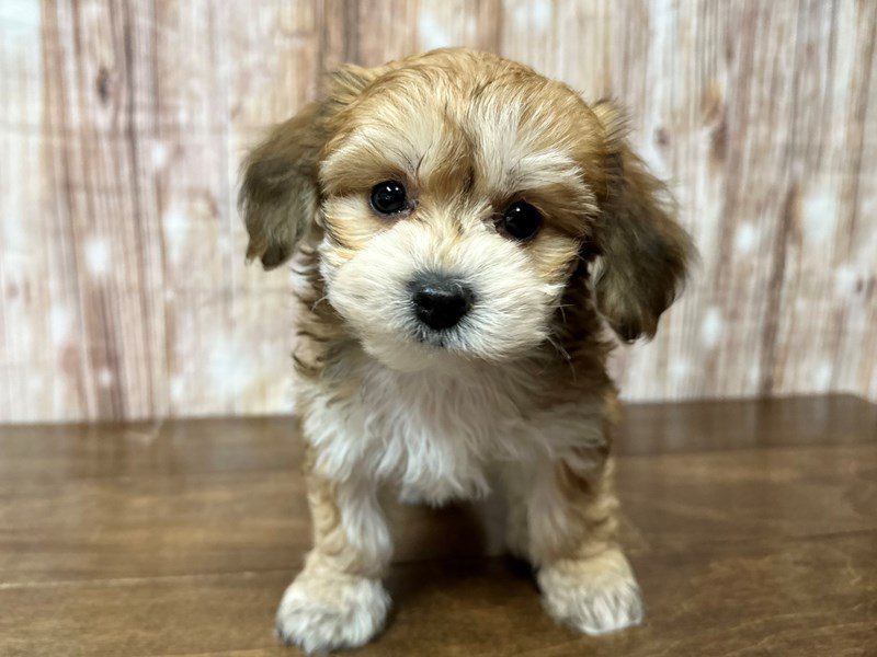 [#4125] Willow - Brown Female YorkieChon Puppies for Sale