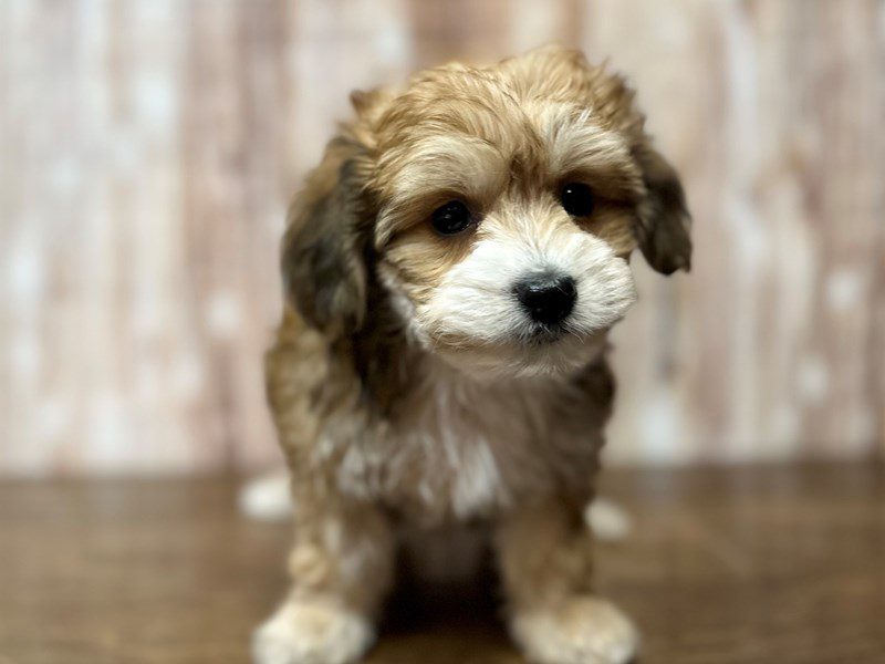 [#4123] Mazie - Brown Female YorkieChon Puppies for Sale