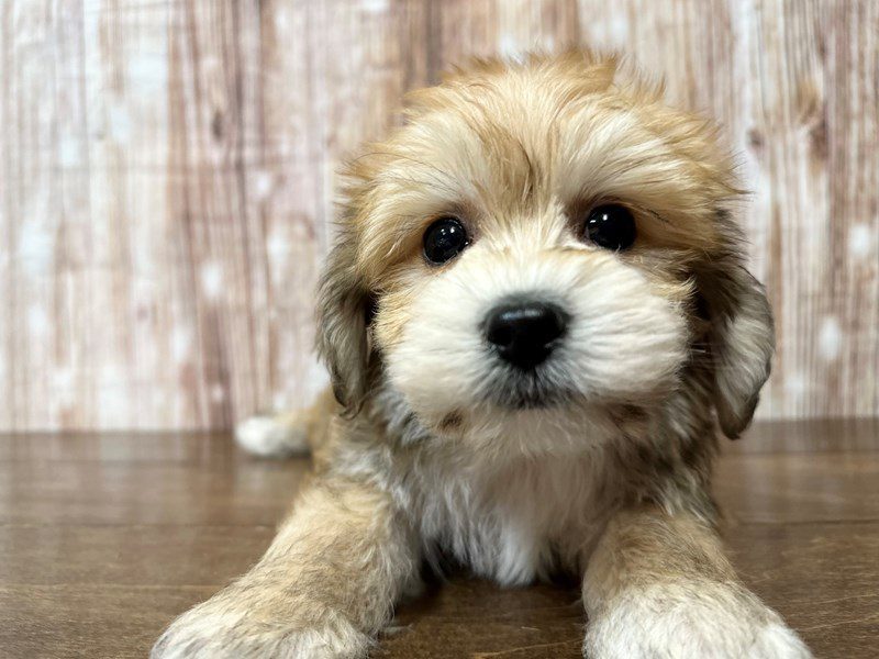 [#4121] Oscar - Brown Male YorkieChon Puppies for Sale