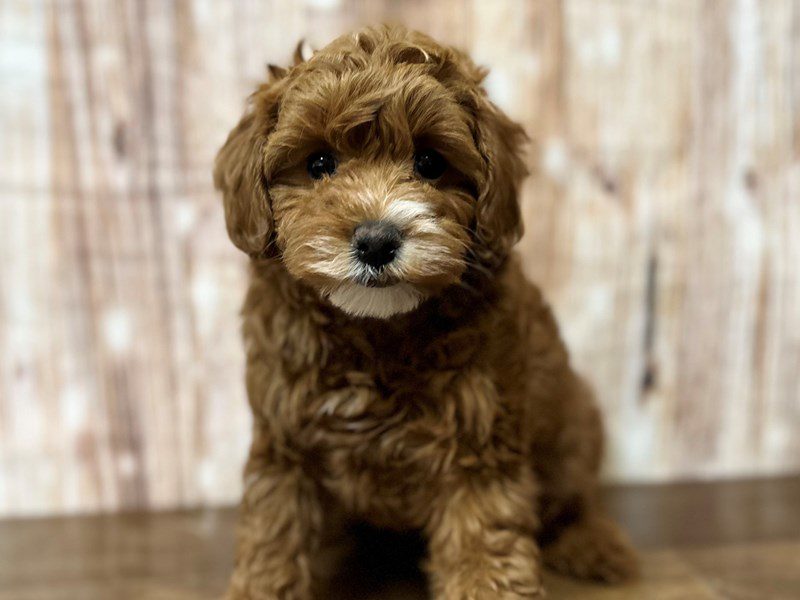 [#4126] Anna - Red with white Female F1B Maltipoo Puppies for Sale