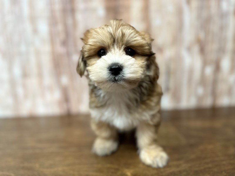 [#4124] Ruby ON HOLD/DEPOSIT - Brown Female YorkieChon Puppies for Sale