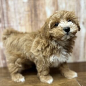 Maltipoo - 4127