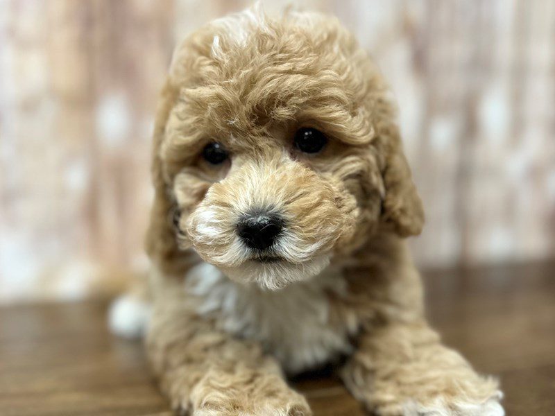 [#4138] Connor - Apricot Male Bichapoo Puppies for Sale