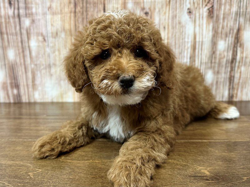 [#4130] Oliver - Red and white Male Miniature Poodle Puppies for Sale