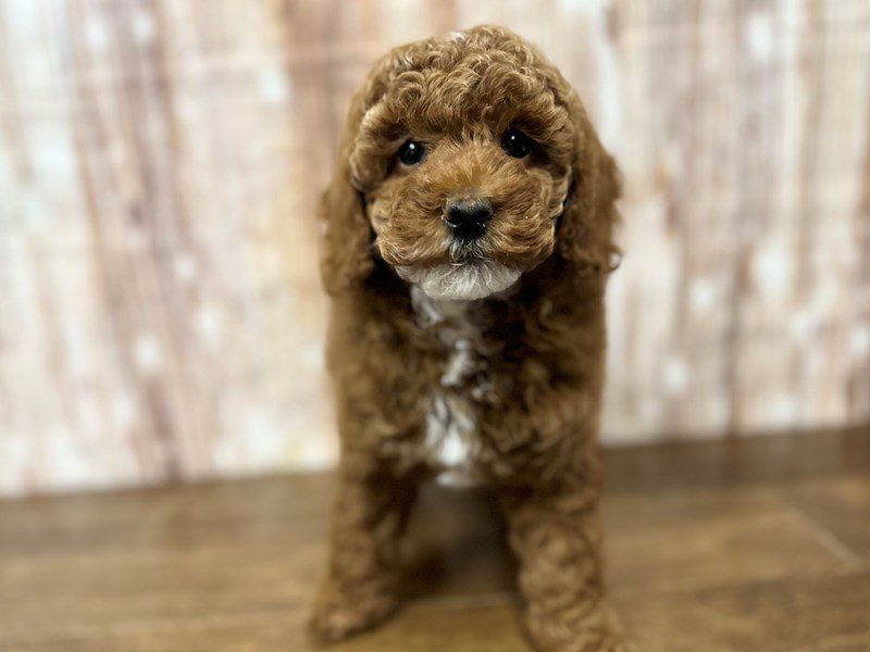 [#4132] George - Red and white Male Miniature Poodle Puppies for Sale
