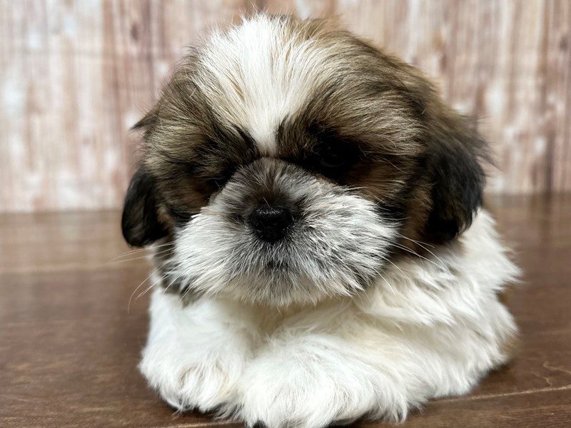 [#4135] Eddie - Brown and white Male Shih Tzu Puppies for Sale