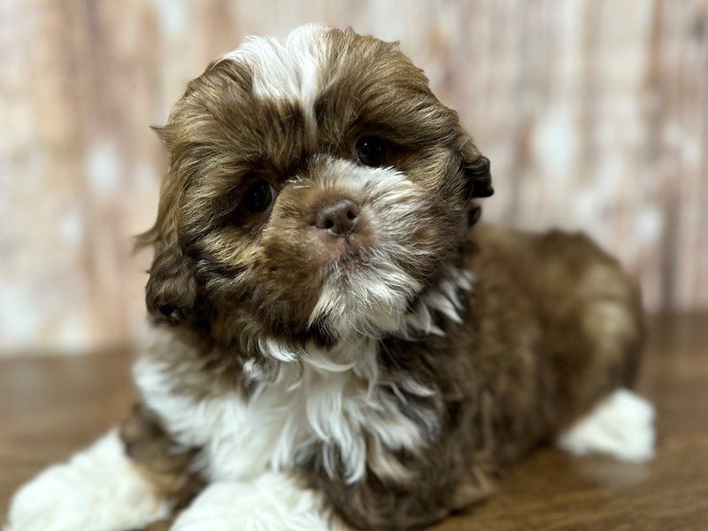 [#4136] Nigel - Brown and white Male Shih Tzu Puppies for Sale
