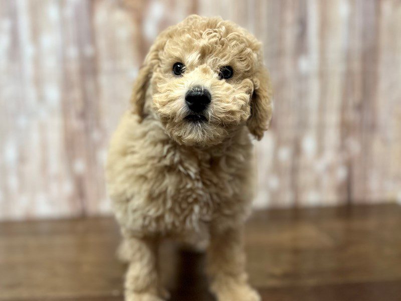 [#4141] Colton - Apricot Male F1B Bichapoo Puppies for Sale