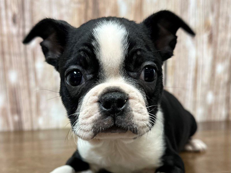 [#4145] Jade - Black and white Female Boston Terrier Puppies for Sale