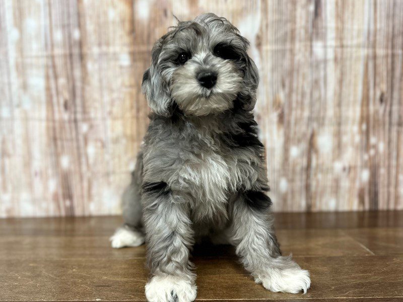 [#4147] Violet - Blue Merle Female F1B Mini Aussiedoodle Puppies for Sale