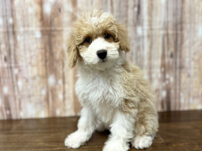 F1B Mini Aussiedoodle Dog Female Tan and white 4148