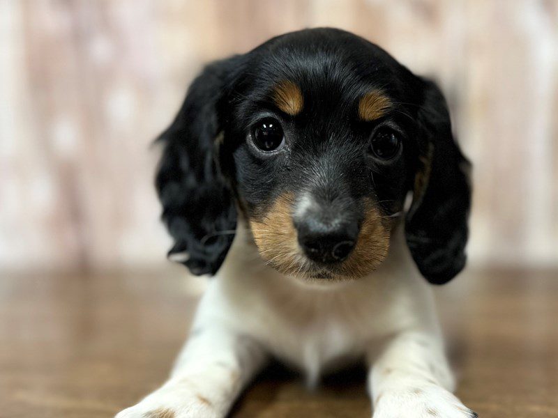 [#4150] Georgia - Black and white piebald Female Dachshund Puppies for Sale