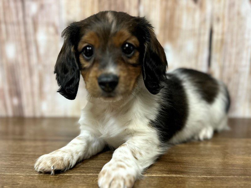 [#4151] Todd - Brown piebald Male Dachshund Puppies for Sale