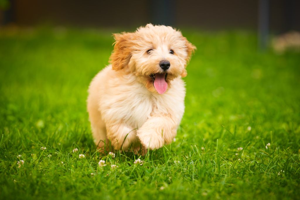 Are Pet Stores Regulated or Inspected? What Every Puppy Parent Should Know