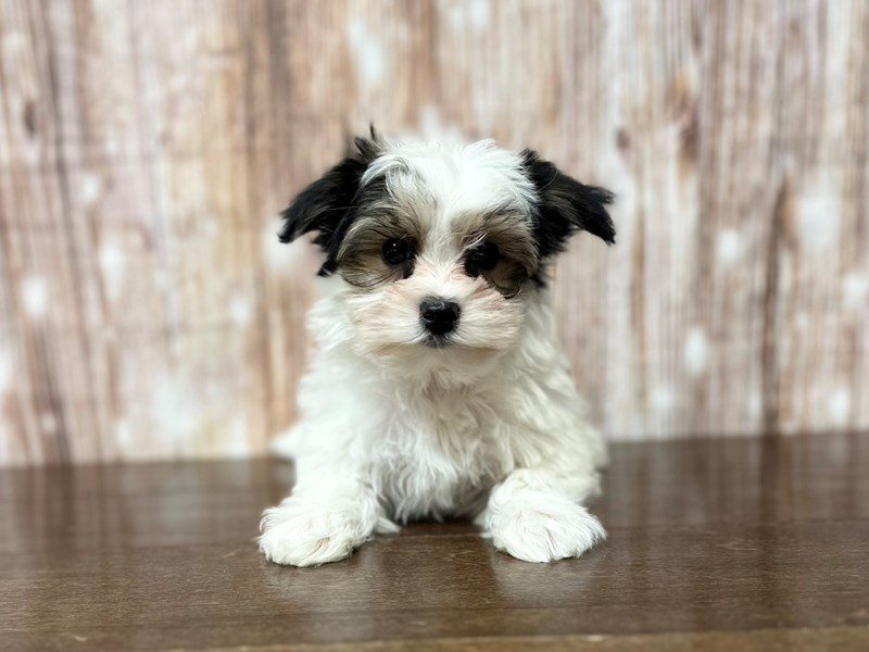 [#4080] Pluto - White with black Male Morkie (Yorkshire Terrier X Maltese) Puppies for Sale