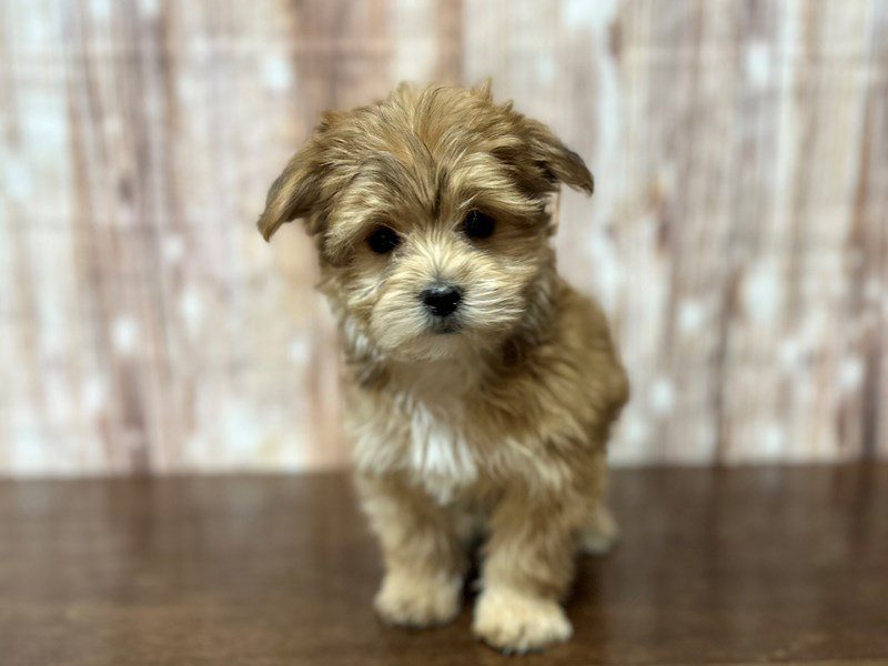 [#4078] Samson - Brown Male Morkie (Yorkshire Terrier X Maltese) Puppies for Sale