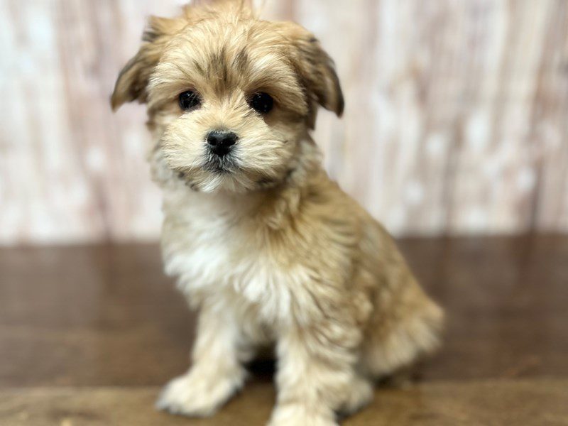 [#4077] Merida - Brown Female Morkie (Yorkshire Terrier X Maltese) Puppies for Sale