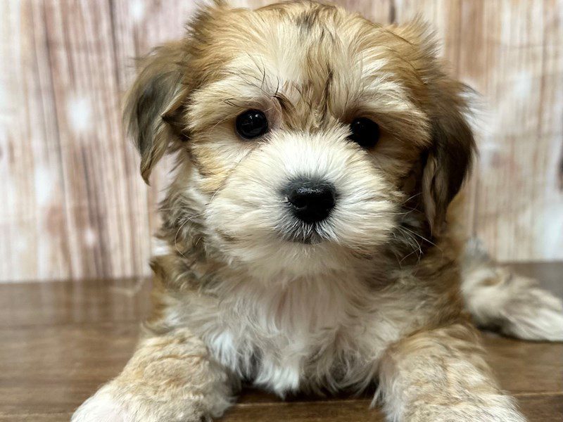 [#4119] Edgar - Brown Male YorkieChon Puppies for Sale
