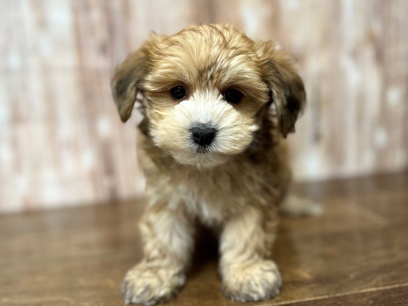 [#4120] Murphy - Brown Male YorkieChon Puppies for Sale