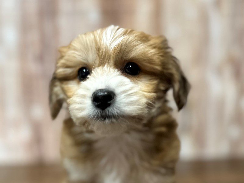 [#4122] Clark - Brown Male YorkieChon Puppies for Sale