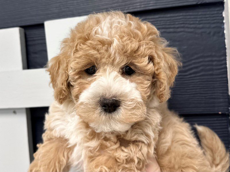 [#4137] Pixie - Apricot Female Bichapoo Puppies for Sale