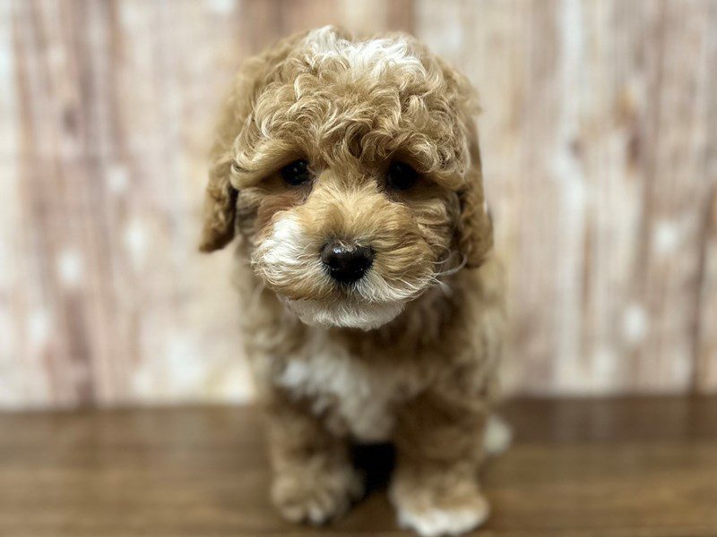 [#4139] Elijah - Apricot Male Bichapoo Puppies for Sale