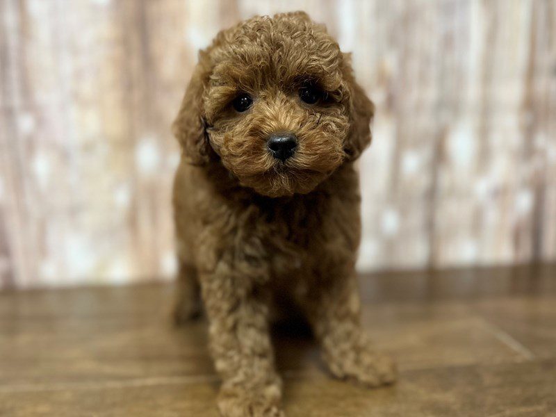 [#4131] Nicholas - Red Male Miniature Poodle Puppies for Sale