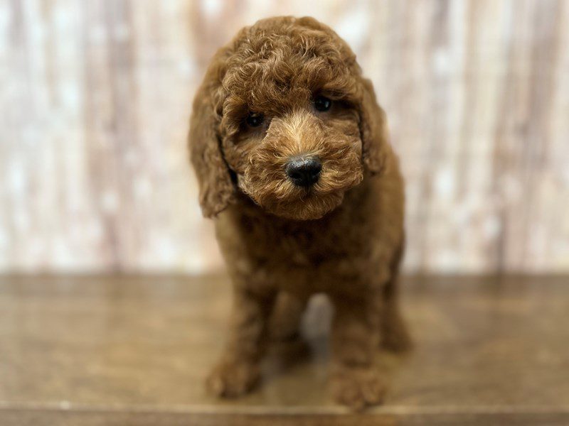 [#4128] Sammie - Red Male Miniature Poodle Puppies for Sale