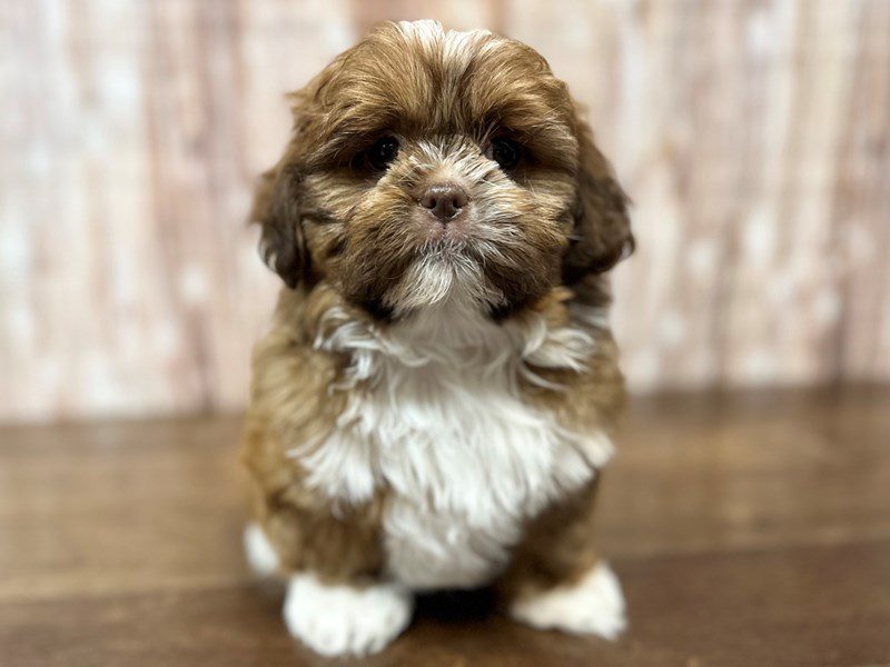 [#4133] Colin - Brown and white Male Shih Tzu Puppies for Sale