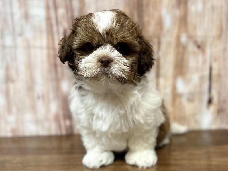 [#4134] Barry - Brown and white Male Shih Tzu Puppies for Sale