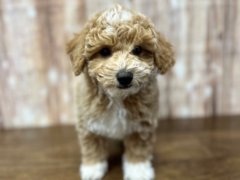 [#4140] Ethan - Apricot Male F1B Bichapoo Puppies for Sale